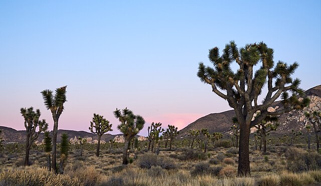 Joshua Tree National Park