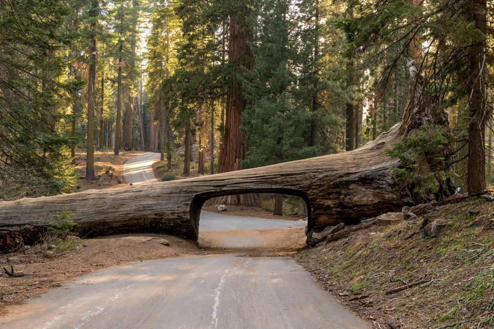 Sequoia National Park