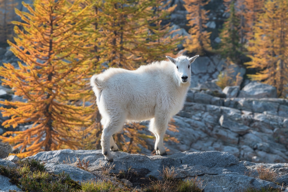 North Cascades National Park